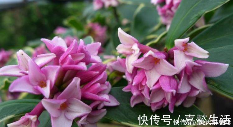 四季|4种花，堪称“开花机器”，365天开不停，养家里，四季有花赏