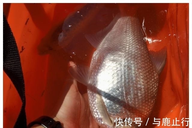 垂钓|一位优秀的钓鱼人!冬季垂钓!遇到“两阴夹一阳”!坚决不钓鱼