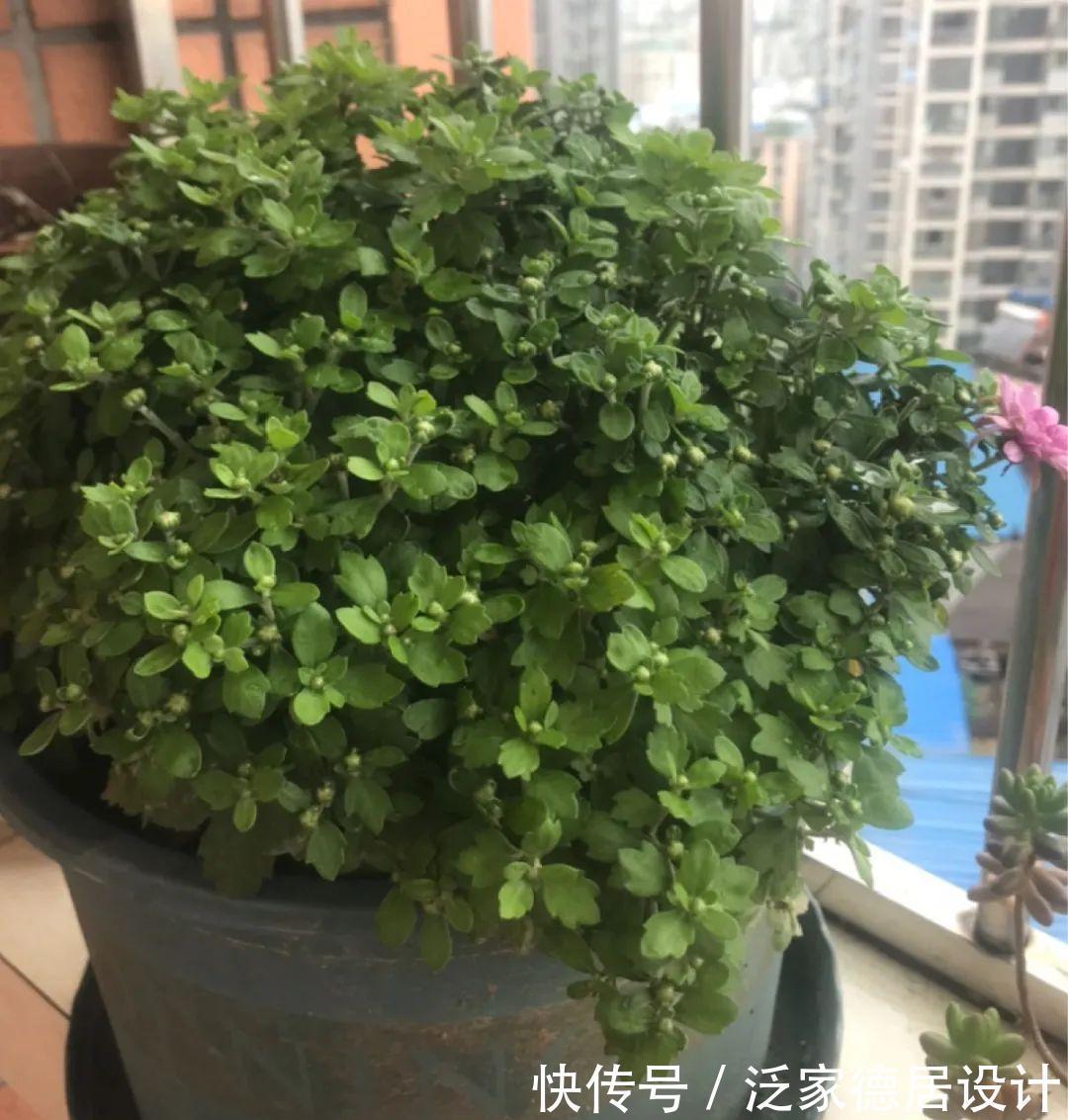 绣球|6种花“苏醒”了，多浇水、要施肥，下个月就开花