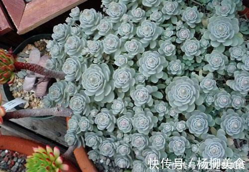 公认难养的4种高颜值多肉,谁养谁后悔,能养好的都是高手!