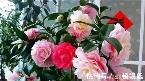 花朵|什么淘米水、黄豆水，都不如1勺粉末，用来养花，花开爆盆！