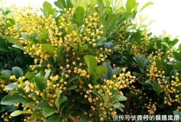 欧石南|5种花,爱花之人都抢着养,开花漂亮又好养,人见人爱