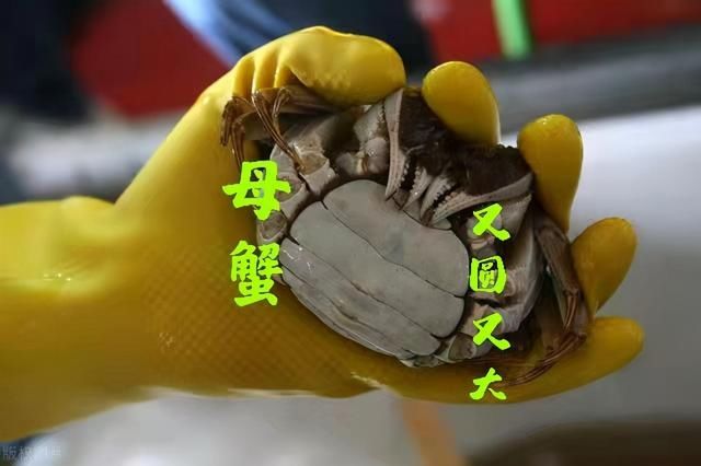 腹部|买螃蟹，是不是“顶盖肥”就看这“1处”，老渔夫的方法就是实用
