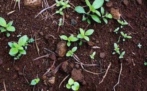 花盆|老婆用装修时剩下的“小东西”,埋在花盆里面,花就没有黄过叶