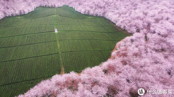 中年|全国赏花地图,花期一篇看完!再过10天,全世界都要羡慕死中国了!