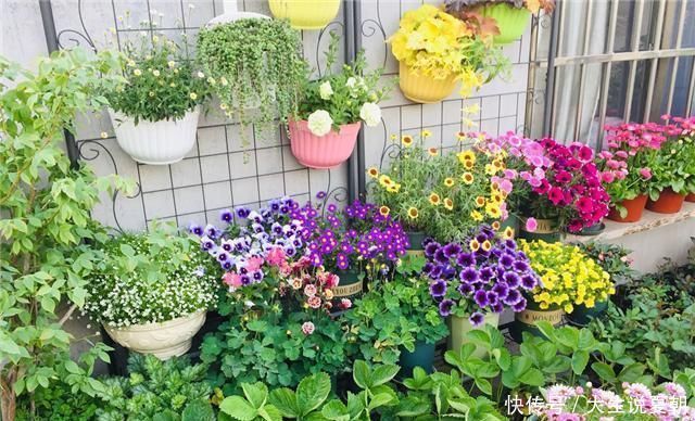 小东西|养花不烂根,捡来小东西垫在盆底,叶绿根壮猛开花