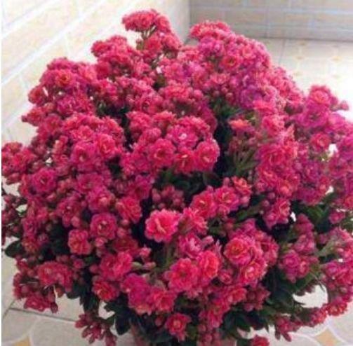 夏天养此款花卉，花期200多天，365天开不停，养几盆，全年有花赏