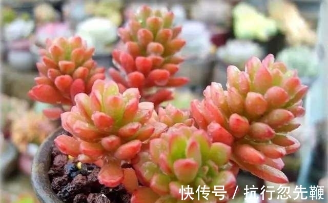 秘籍|多肉植物“多头”分身秘籍