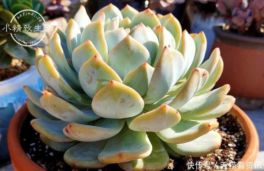 多肉植物|想要养好多肉,首先要选好花盆,这3种盆要避开,趁翻盆快换掉吧