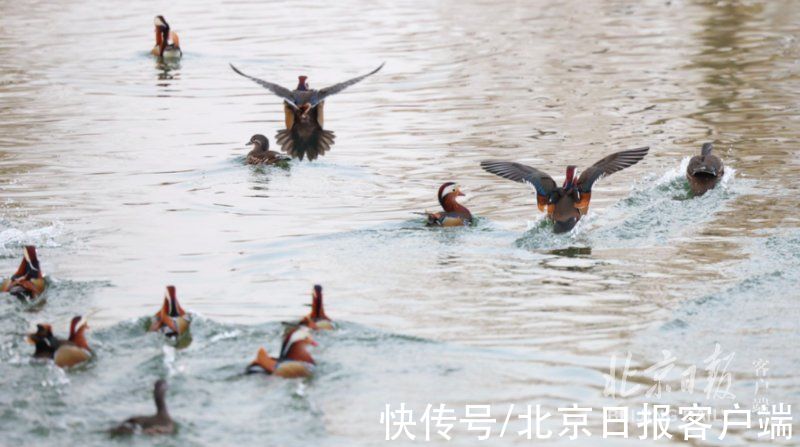 鸳鸯|冬日美景！一大波鸳鸯飞抵龙潭湖，和野鸭同池嬉戏真热闹