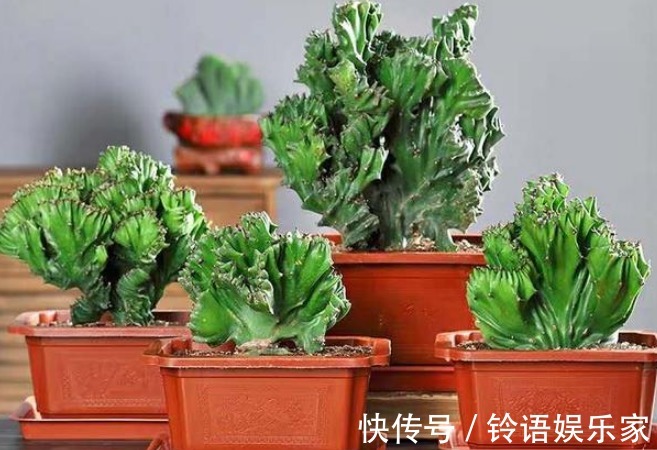 招财|家里再小也要养的“镇宅花”，虽然很丑，但招财又进宝，寓意满满