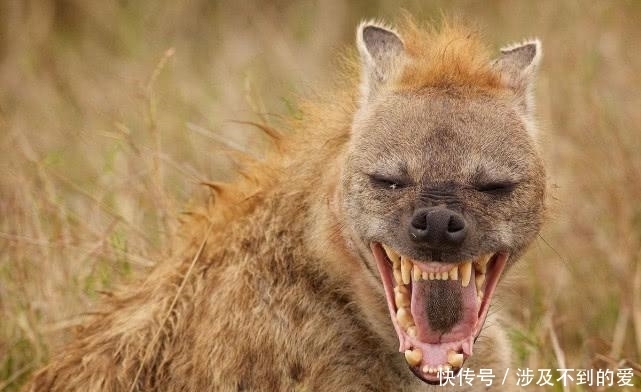 上古四大凶兽中的饕餮,原来是现实世界中这种动物