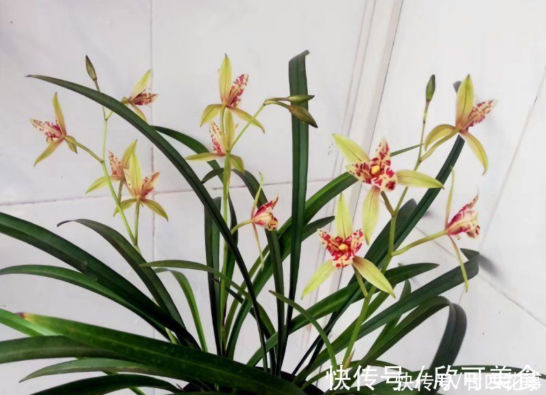 蕙兰|这花公认难养,冬天室内要注意,放外面冻20天,开花多又香