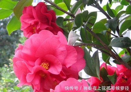 小技巧|家养茶花总是开花慢学会这三个施肥小技巧,轻松花开爆满盆