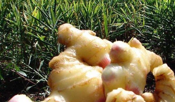 生姜|为什么说人不离姜一块生姜这么用,应对5种病,顶一个老中医