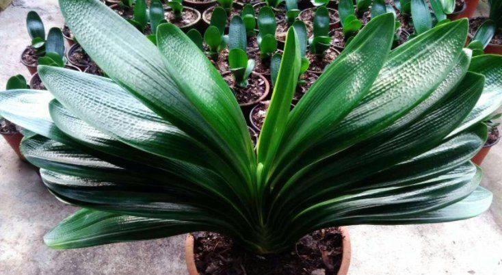 叶片|一年之计在于春,养君子兰做好5个关键,才能让它多长叶