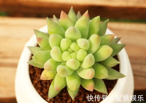 多肉千佛手叶片干瘪怎么办教你3个小妙招,养出最饱满的千佛手