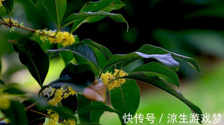 桂花冬季养护注意几点，浇水不可太随意，不然容易烂根死亡