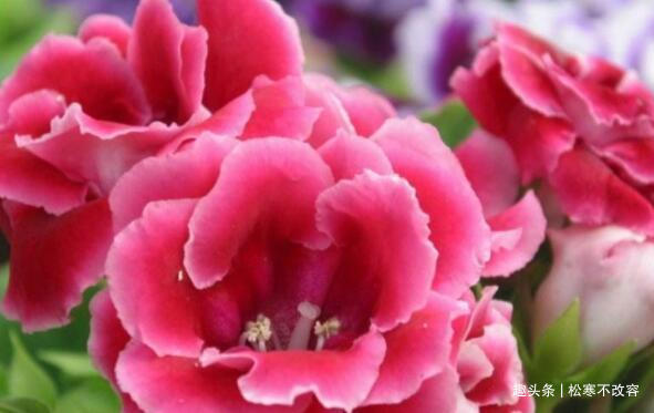 喜欢养花,就养这几款,比吊兰还好养,烂漫迷人又可爱