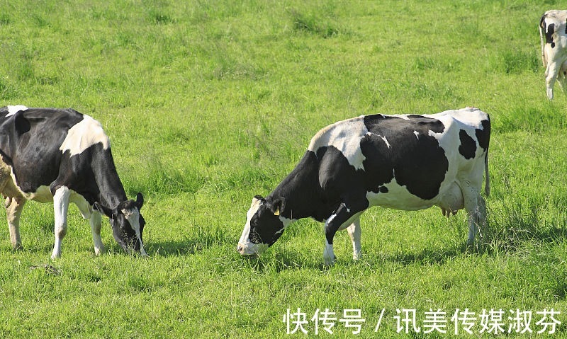 钗钏金命|属牛人2021年财运旺，事业蒸蒸日上，生活越来越好