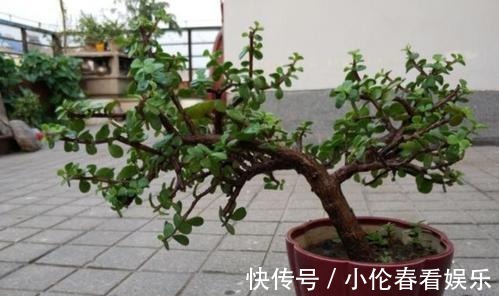修剪|养好金枝玉叶,秋季要贴秋膘,该怎样进行?