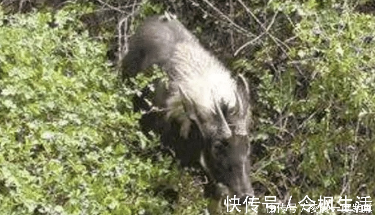 苏门羚$“驴头狼” 现身神农架，它已灭绝五十万年，再次出现有何警示