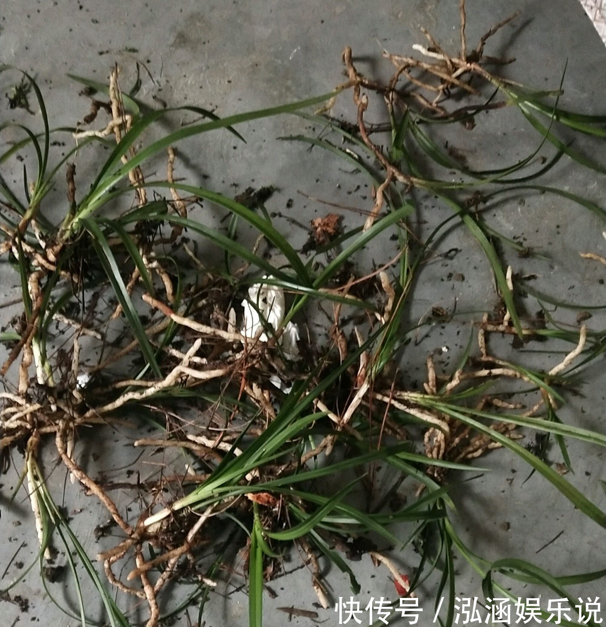 年史|兰花龙蛋怎么形成的兰花龙蛋是龙根苗吗龙根苗和艺兰的关系