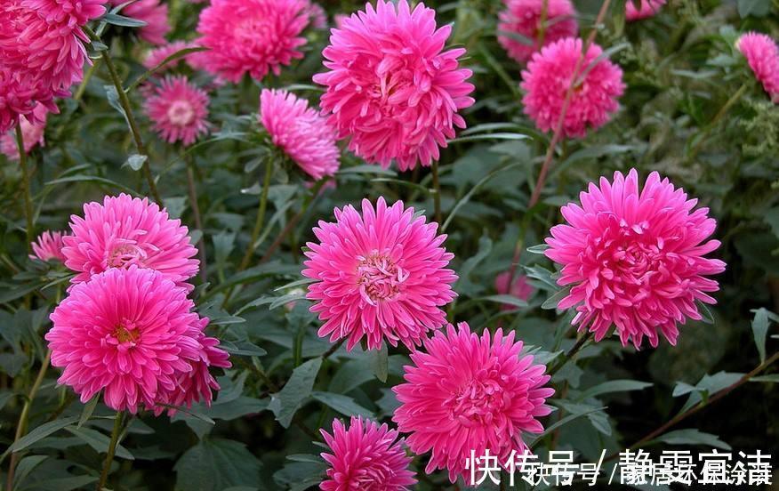 格桑花四季可播种，颜色鲜艳开花漂亮，种上种子一周就出苗，好养