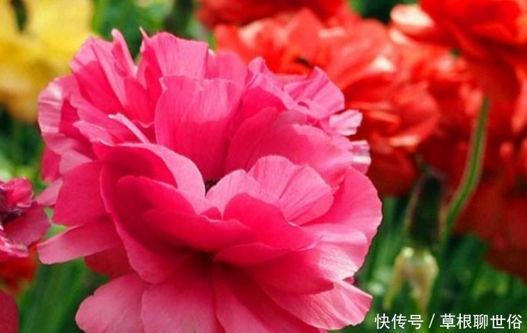 4种花漂亮又好养,比牡丹好看,浇水就疯长,开花爆盆很容易