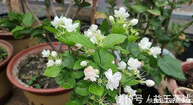 土壤|养茉莉花，做好“2点”，浇水跟上，四季不断长，开花就爆盆