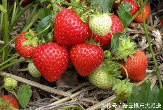 孩子|4种常见水果,有营养但含有大量寄生虫,父母不能让孩子多吃