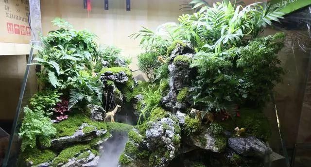 花盆|家庭养花的知识与技巧,你掌握了吗?