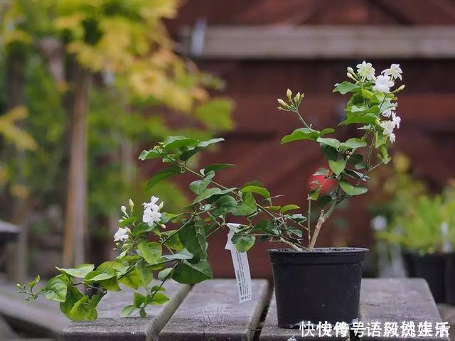 腐叶土|茉莉花这样养不爆盆都难,15年养花老手亲自传授4招,一个月爆盆