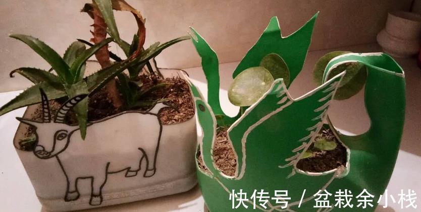 要务|塑料瓶养花的妙用,选花盆的第一要务是什么