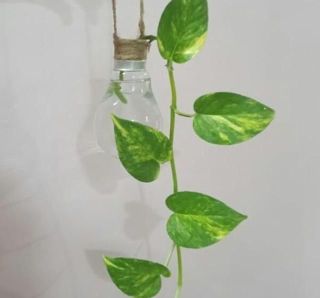 阳台|把灯泡拿去养花,挂在阳台上太好看了!真的太佩服邻居的脑洞