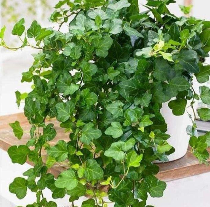 虎皮兰|客厅最适合养上4种花,叶子油绿、吸甲醛,植株漂亮上档次