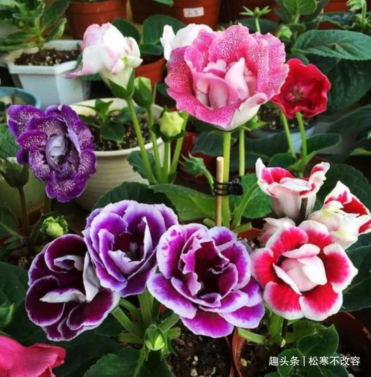 半阴性|几款艳美的花卉，花大色艳花期长，花苞轻松开满枝，繁花似锦！