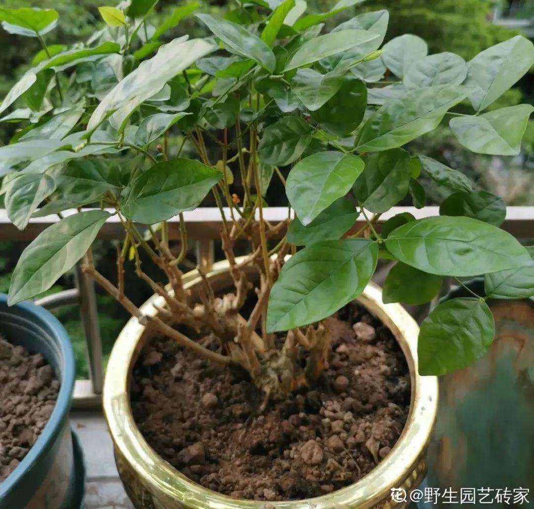 家里养了月季，花后使劲剪，越剪越开花，真省心