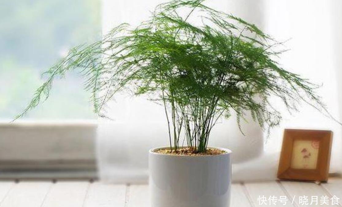 黄叶|家养文竹出现黄叶现象,做好几件事,盆栽变老桩