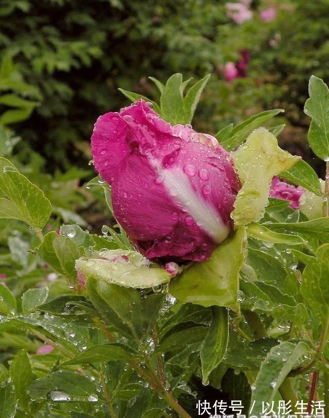 诗意|最有诗意的写雨古诗，苏轼学生只用14字，千百年来打动多少人