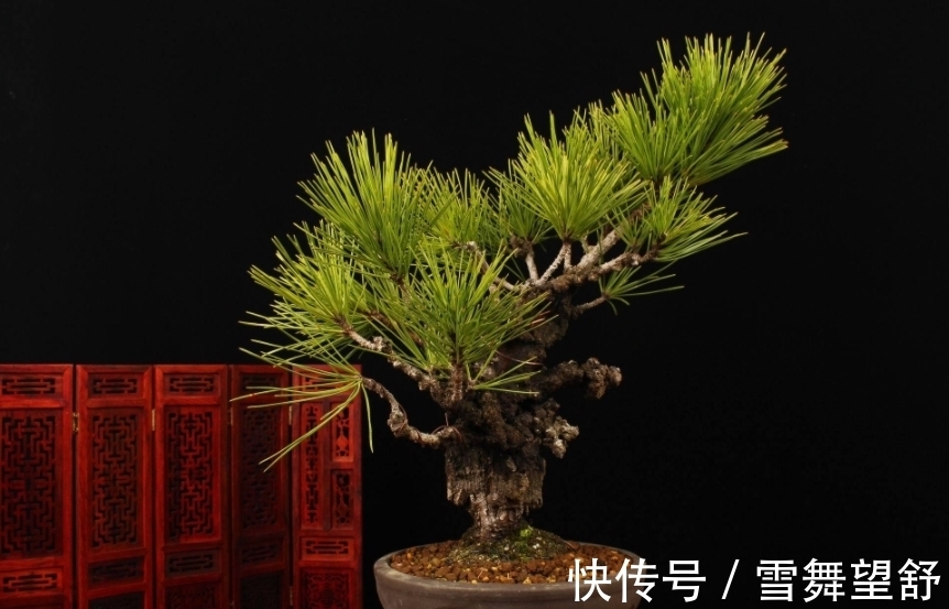 6种高端松树盆景,日本品种占一半,最后1个却是中国一级保护植物