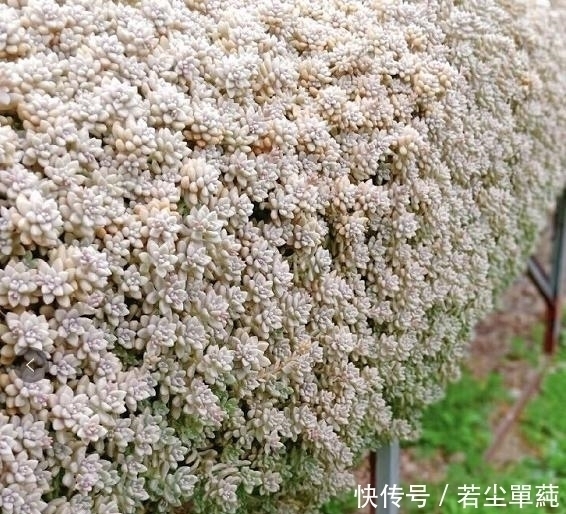 地方|10款能吊起来养的多肉,一个比一个美,还不占地方