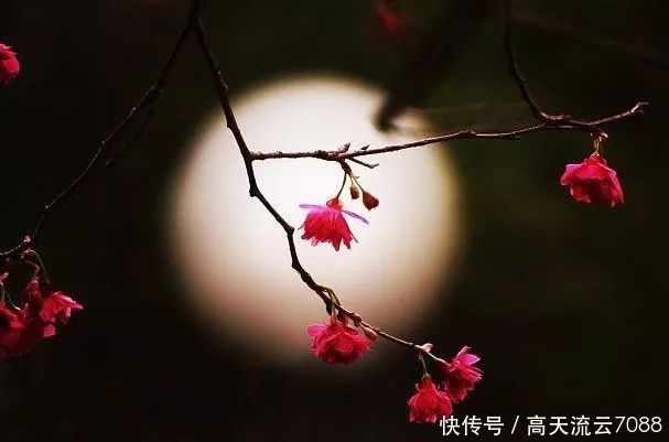 垂纶|七绝《垂纶揽月》新韵