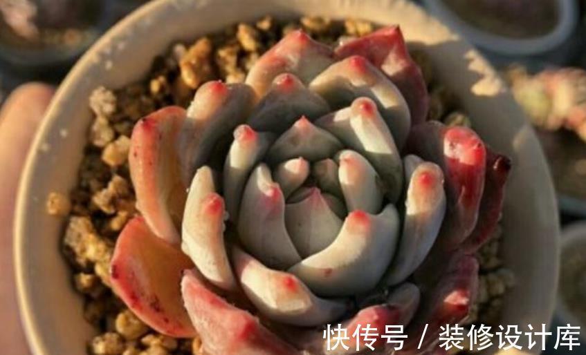 麦饭石|新手养多肉，盆里掺点万能土，不烂根长势好，肉肉胖乎乎