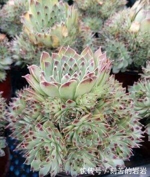 阳台上|夏天多肉的3个“臭德行”,教你几个绝招,轻松度夏