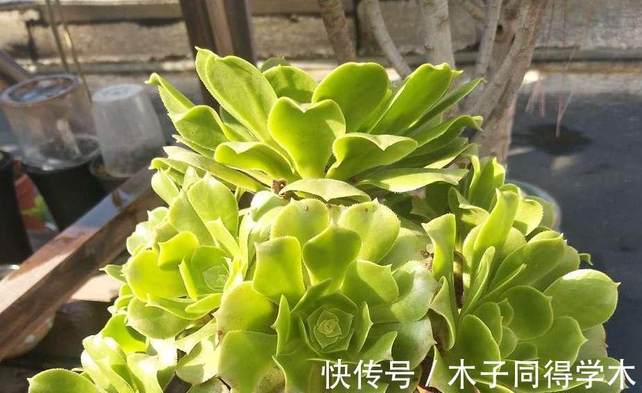 枝叶|养多肉绿羊绒，这些打理到位，爆头易，还能持久散发出花香