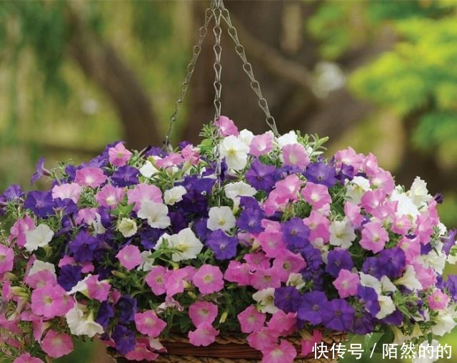 阳台养上6种花,再不担心没花赏,开花一茬接一茬,花朵鲜艳!