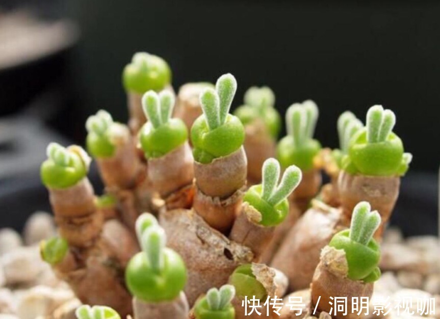 梦幻|喜欢精品盆栽,要养盆多肉“碧光环”,如兔般可爱灵动,朦胧梦幻