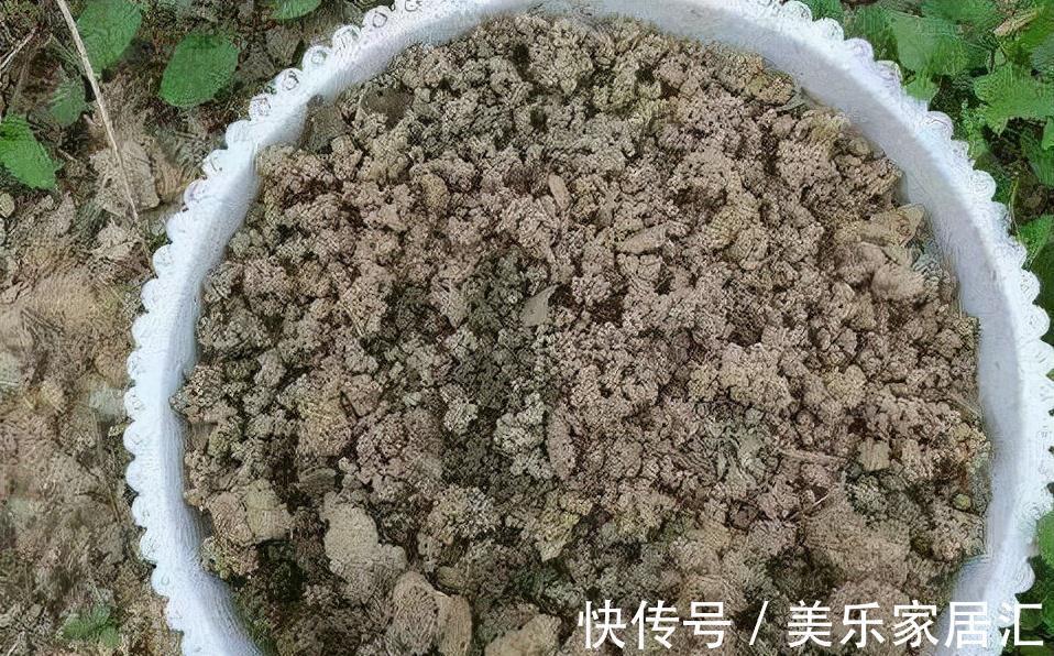 老花匠养花，从来不买花肥，只用这3种黄金土，盆盆都能爆