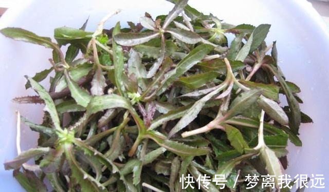 野菜|农村这种“野菜”,切记不要“连根拔”,只摘叶子吃就好